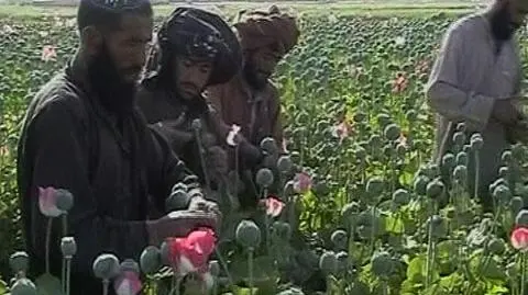 Mniej opium w Afganistanie