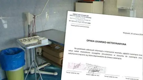 Kopali psem jak piłką. Zwierzę nie żyje. "Sadystyczne znęcanie"
