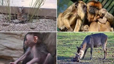 Wrocław: nowe zwierzęta w zoo