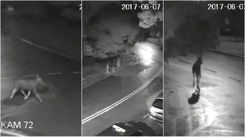 Olsztyn: Łoś spaceruje po mieście