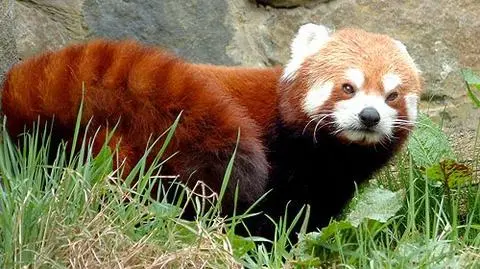 Kot i panda w jednym stali domu