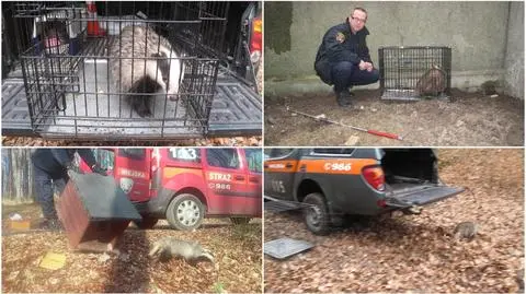 Borsuk wpadł do kilkumetrowej dziury. Z pomocą przyszedł ekopatrol