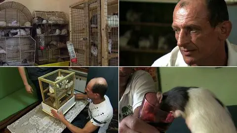 Szczury w mieszkaniu. Kłopot pana Krzysztofa