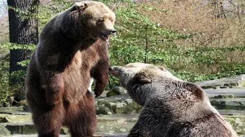 Nieproszeni gracze w paintball