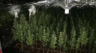 Nielegalna plantacja konopii indyjskich