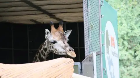 Epsi hasa na wybiegu. Nowa żyrafa w poznańskim zoo