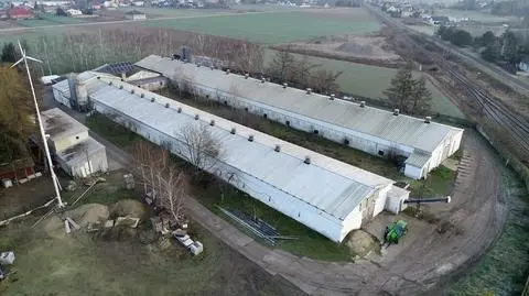 Ogniska ptasiej grypy na fermie pod Ostrowem Wielkopolskim