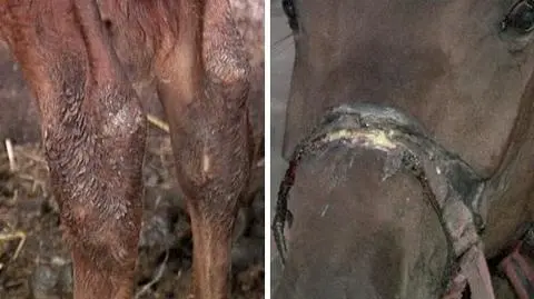 Zarzut za bestialskie traktowanie koni