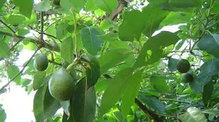 Awokado problemem Nowej Zelandii