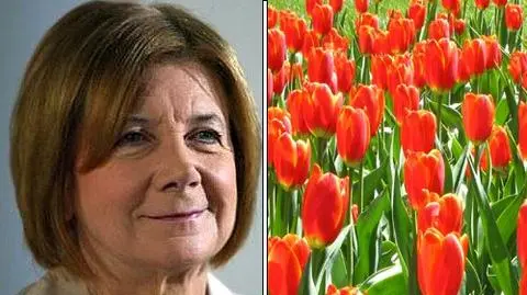 Tulipan o imieniu Maria Kaczyńska