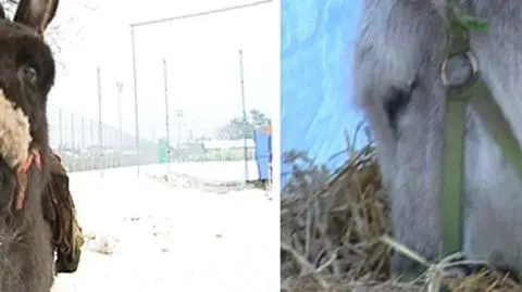 Zabójca osła schwytany