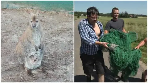 Akcja złapania kangurzycy i jej młodego