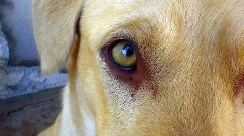 Dolny Śląsk: powiesił psa na drzewie. Grozi mu więzienie