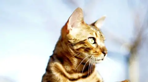 Kot od ponad roku nosi prezenty na grób pana