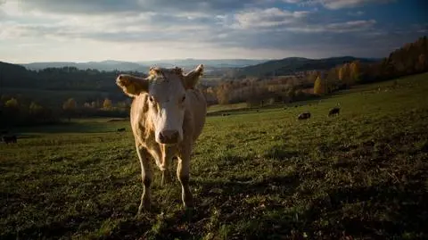 Krowy przed telewizorem