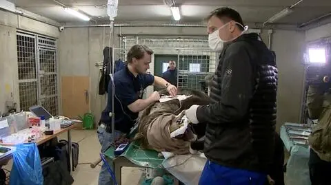 Niedźwiedzie u dentysty, słonice przejdą USG. Zabiegi w poznańskim zoo