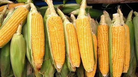 Politycy o KRUS i GMO