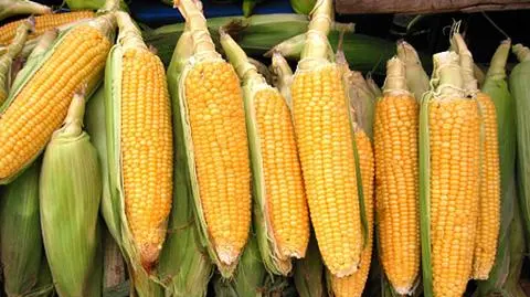 Najciekawsze momenty debaty o rolnictwie