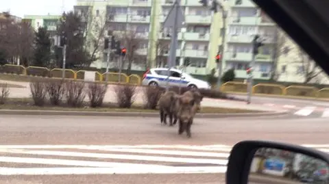 Elbląg: policjanci zaganiali dziki