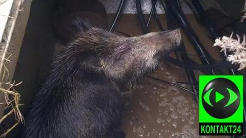 30 osób wyciągało dzika ze studzienki