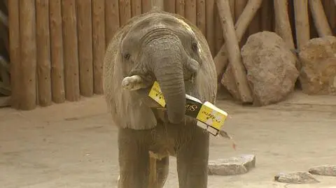 W poznańskim zoo zamieszkają trzy słonice. Na razie przyjadą ich odchody