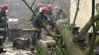 Strażacy usuwają zwalone drzewa