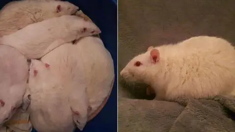 Gliwice. Otyłe, chore szczury z laboratorium czekają na nowy dom