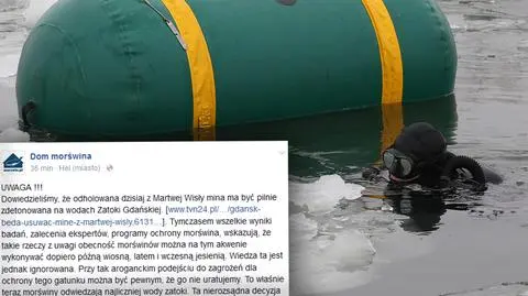 Naukowcy alarmują: usuwanie miny zaszkodzi morświnom