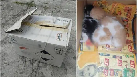 Opolskie. Kocięta zamknięte w kartonie, pozostawione na śmierć