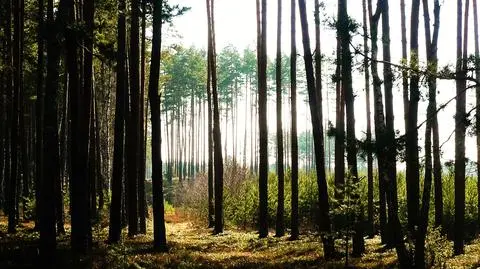 Po trzech tygodniach zatrzymano poszukiwanego podpalacza