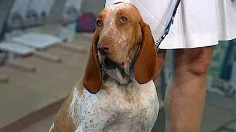 W upały zadbaj o psa