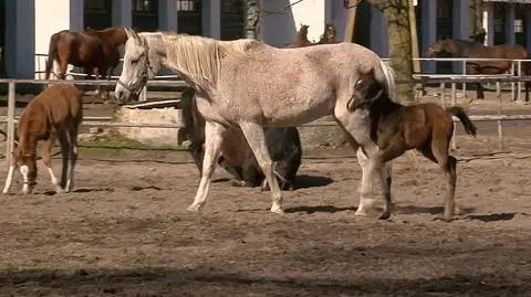 Stadnina w Janowie Podlaskim. Biegli wskazali przyczyny śmierci klaczy