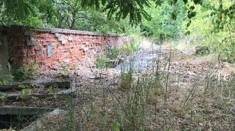 Na 60 hektarach mają być nasadzone nowe drzewa