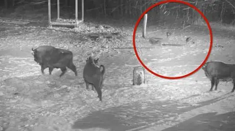 Atak wilków zarejestrowała kamera