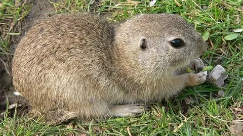 Susły wstały. Wiosna pewna