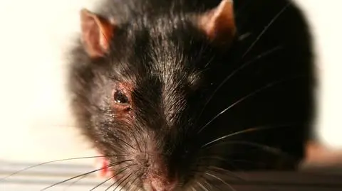 W Pabianicach zostanie przeprowadzona generalna deratyzacja