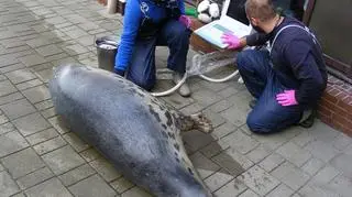 Foki przeszły już pierwsze badanie USG 