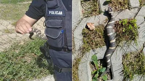 Zakopane. Nietypowa interwencja policji