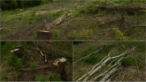 Z działki koło łódzkiego lotniska zniknęło ponad 150 drzew