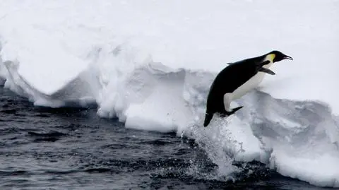 Dość upału? Płyń na Antarktydę