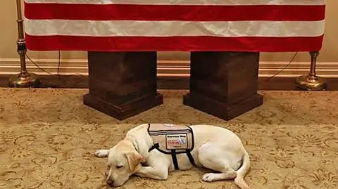 Labrador Sully czuwa przy trumnie George'a H.W. Busha