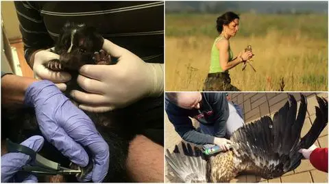 Fundacja Dzika Ostoja: potrzebuje 60 tys. na nowy samochód ciężarowy