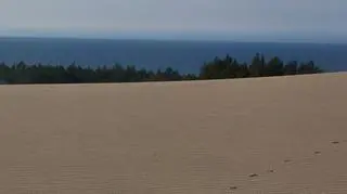 Wilki w parku na Pomorzu