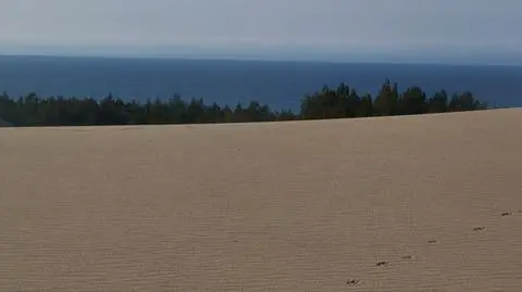 Wilki w Słowińskim Parku Narodowym