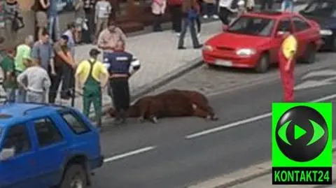 Krowa dała nogę z wystawy