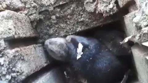 Ratunek dla bobrzej rodziny, która utknęła w studni