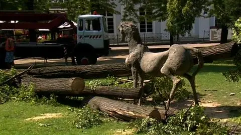 W parku zginęła 4-latka. Pękła lina podtrzymująca drzewo?