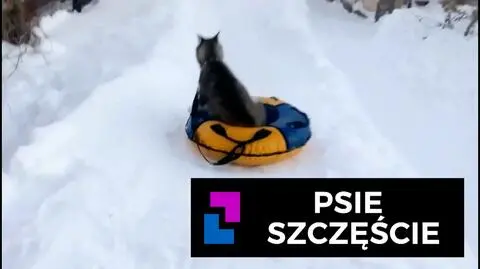 Psie szczęście
