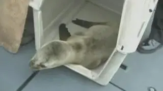 Ranny po trzęsieniu ziemi w Peru, dziesięciomiesięczny Uchi wraca do domu. Wyleczonego wypuszczono do morza w okolicach Limy.(APTN)