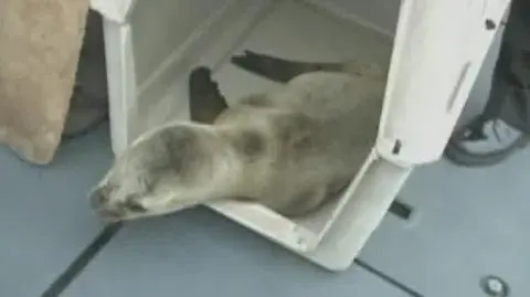 Mini lew morski wraca do morza